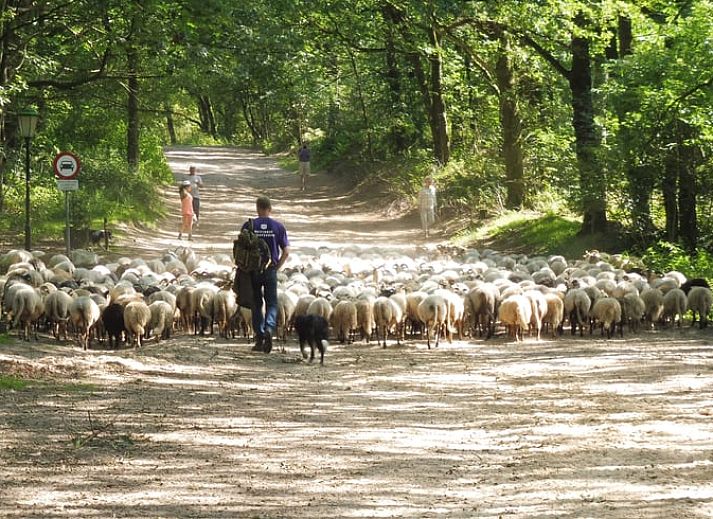 Entspanntes Lesen im Ferienhaus "Huisje" in Havelte, Suedwest-Drenthe. Geniessen Sie den ruhigen Innenraum und das natuerliche Licht.