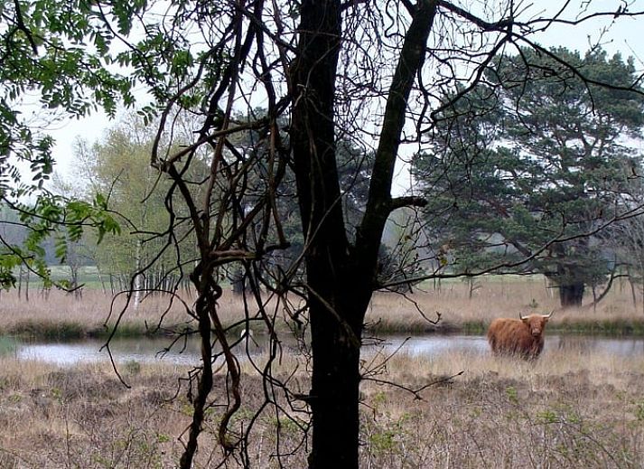 Gemuetliches Wohnzimmer des Ferienhauses in Havelte, Suedwest-Drenthe, mit moderner Kueche und Essbereich in einem von Natur umgebenen Ferienhaus.