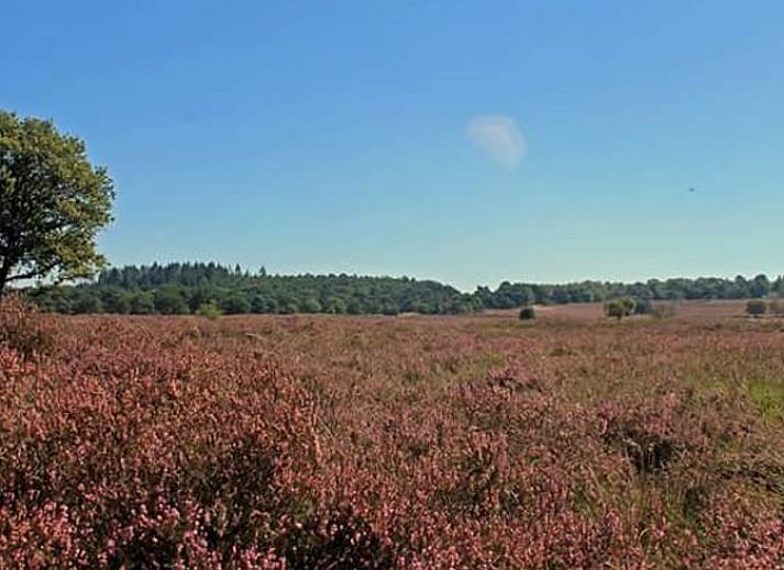 Gemuetliches Wohnzimmer des Ferienhauses in Havelte, Suedwest-Drenthe, mit moderner Kueche und Essbereich in einem von Natur umgebenen Ferienhaus.