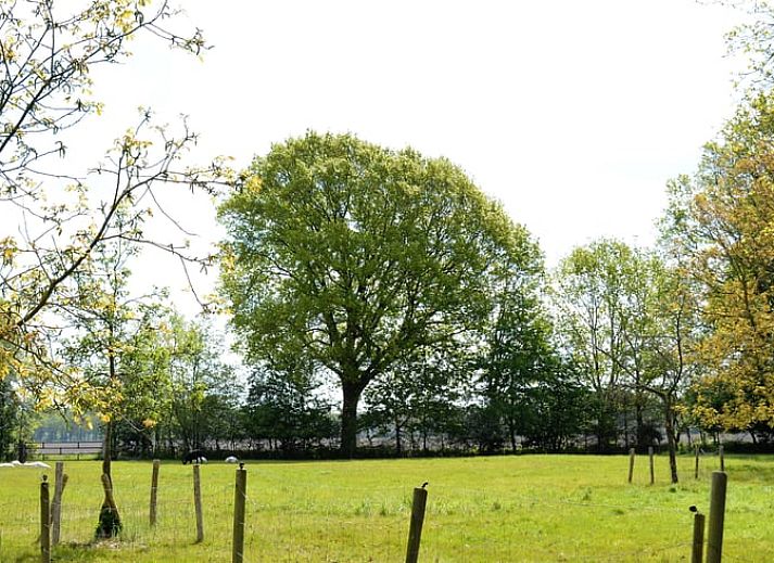 Entspannen Sie sich auf der Terrasse von Huisje in Diever, einem Ferienhaus in Drenthe, umgeben von ueppiger Natur und frischer Luft.