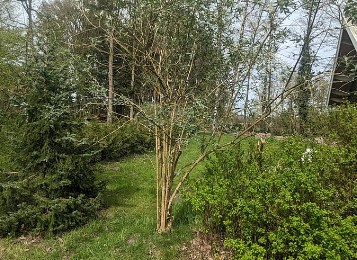 Gezellige woonkamer met uitzicht op de tuin in Vakantiehuis in Diever.