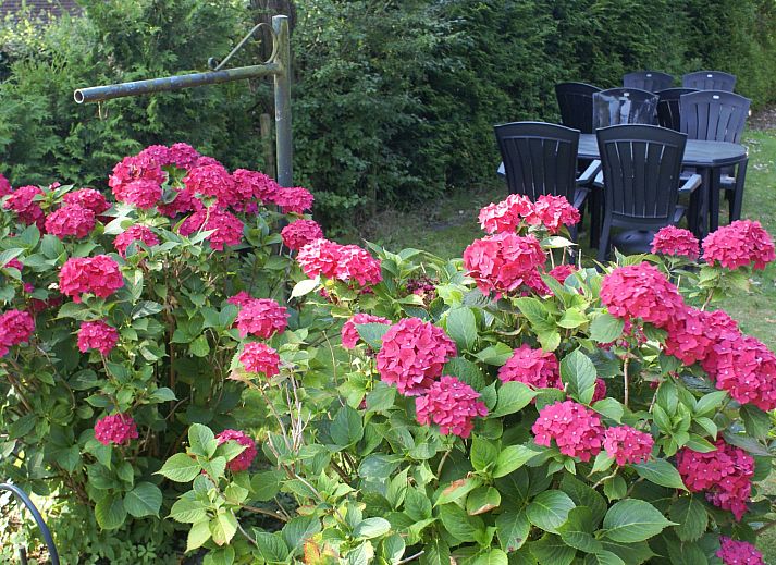 Verblijf 200428 - Vakantiewoning Zuidwest Drenthe - Vakantiehuis Onder De Eiken