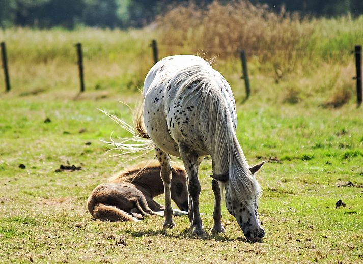 Verblijf 200428 - Vakantiewoning Zuidwest Drenthe - Vakantiehuis Onder De Eiken