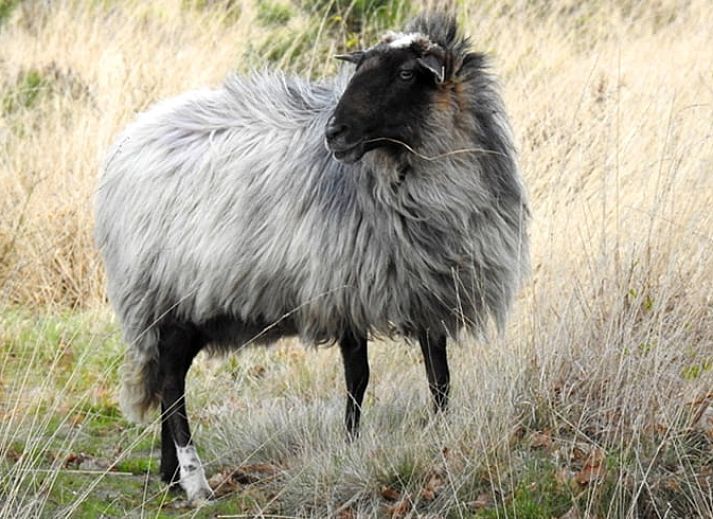 Stijlvolle keukeninrichting in Huisje in Zuidwolde, vakantiehuis in Zuidwest Drenthe.
