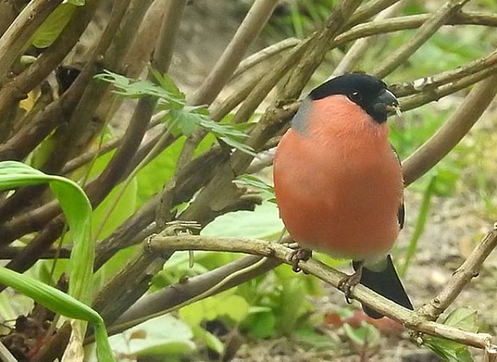 Stijlvolle keukeninrichting in Huisje in Zuidwolde, vakantiehuis in Zuidwest Drenthe.