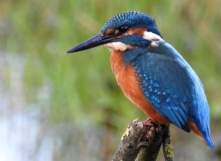 Decoratieve bloemen en wijn in Huisje in Zuidwolde, vakantiehuis in Drenthe.