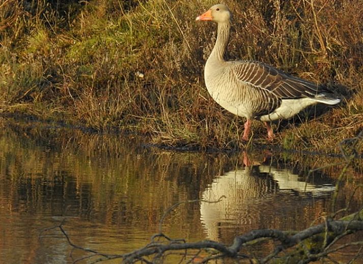 Decoratieve bloemen en wijn in Huisje in Zuidwolde, vakantiehuis in Drenthe.