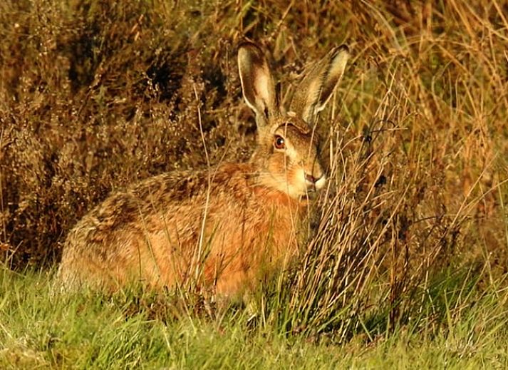 Decoratieve bloemen en wijn in Huisje in Zuidwolde, vakantiehuis in Drenthe.