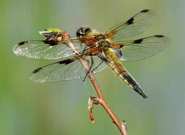 Gezellige zithoek met houtkachel in Huisje in Zuidwolde, vakantiehuis in Zuidwest Drenthe.