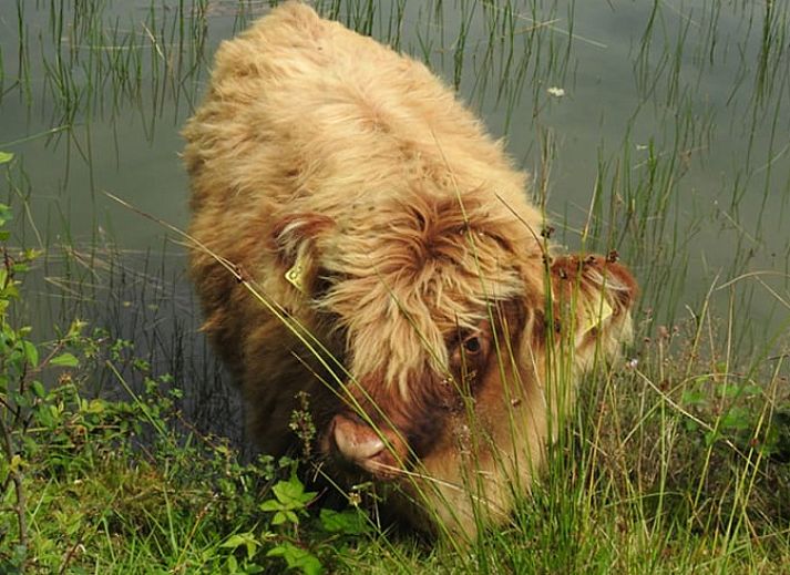 Rustikale Ecke von Cottage in Zuidwolde, Cottage mit Backsteinmauern, Suedwest-Drenthe, Drenthe.