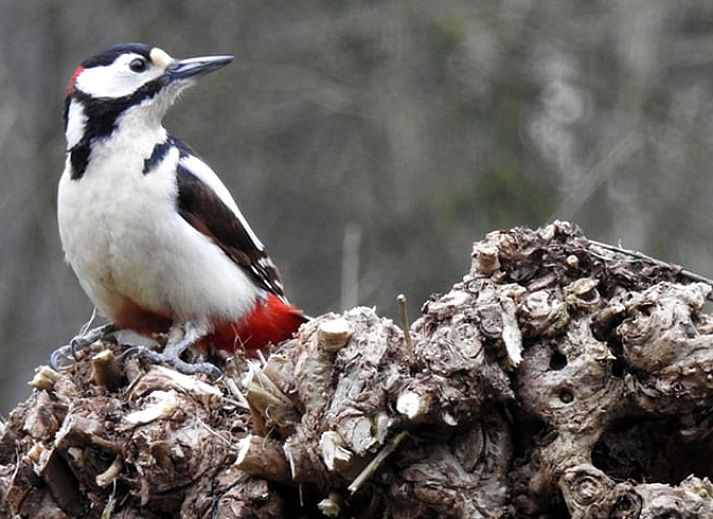 Rustikale Ecke von Cottage in Zuidwolde, Cottage mit Backsteinmauern, Suedwest-Drenthe, Drenthe.