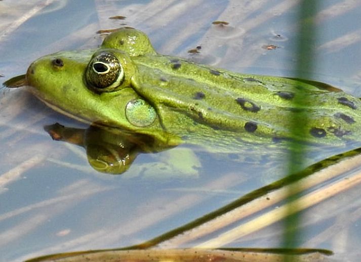 Gemuetlicher Innenbereich von Cottage in Zuidwolde, Ferienhaus mit Kochnische, Suedwest-Drenthe, Drenthe.