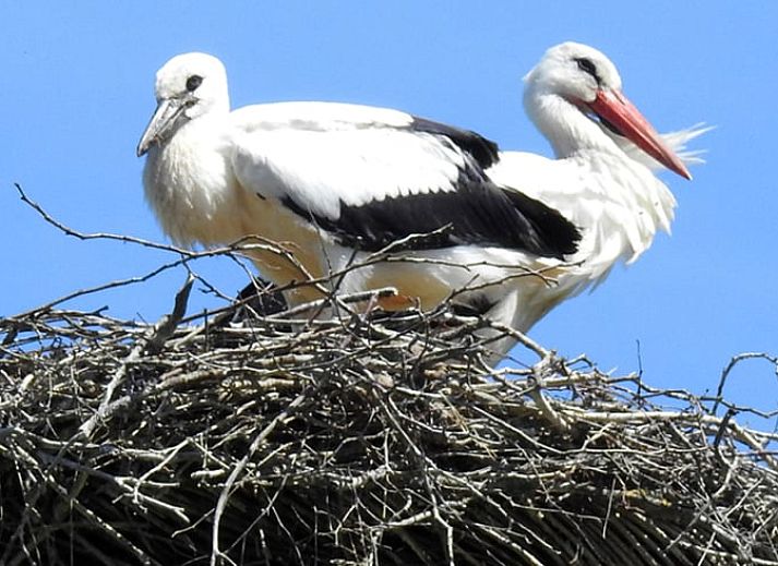 Gemuetlicher Innenbereich von Cottage in Zuidwolde, Ferienhaus mit Kochnische, Suedwest-Drenthe, Drenthe.
