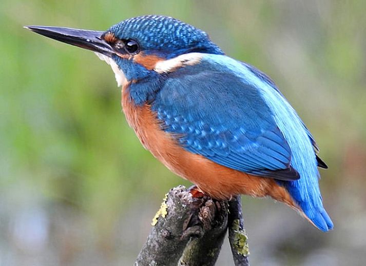 Gemuetlicher Innenbereich von Cottage in Zuidwolde, Ferienhaus mit Kochnische, Suedwest-Drenthe, Drenthe.