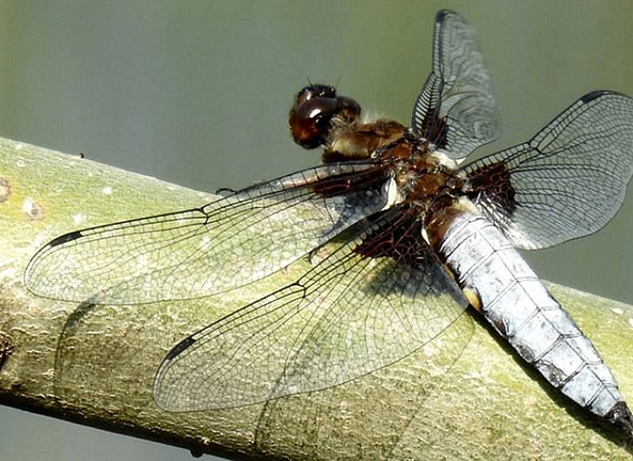 Gemuetlicher Innenbereich von Cottage in Zuidwolde, Ferienhaus mit Kochnische, Suedwest-Drenthe, Drenthe.