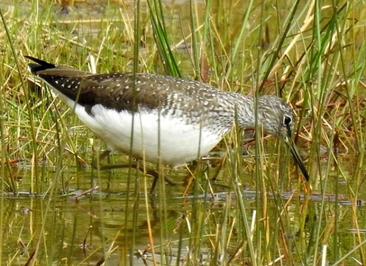 Schlafzimmer in Cottage in Zuidwolde, Ferienhaus mit Holzmoebeln, Suedwest-Drenthe, Drenthe.
