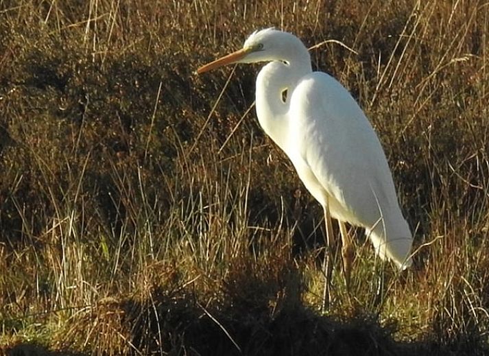 Schlafzimmer in Cottage in Zuidwolde, Ferienhaus mit Holzmoebeln, Suedwest-Drenthe, Drenthe.