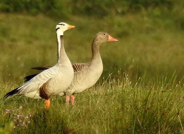 Schlafzimmer in Cottage in Zuidwolde, Ferienhaus mit Holzmoebeln, Suedwest-Drenthe, Drenthe.