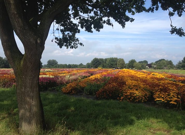 Prachtig uitzicht vanuit Vakantiehuis in Zuidwolde, Drenthe met grote ramen en veel daglicht.