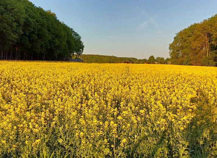 Geniet van een rustige avond op het terras van Vakantiehuis in Zuidwolde, Zuidwest Drenthe, met uitzicht op de natuurlijke omgeving.