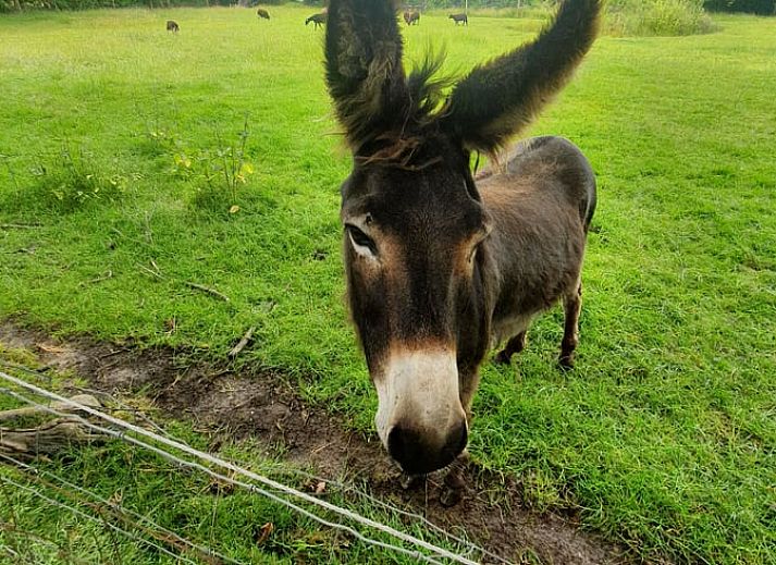 Gezellige woonkamer in Huisje in Zuidwolde, vakantiehuis in Zuidwest Drenthe, met rustieke houten meubels en warme inrichting.