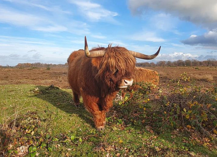 Verblijf 200523 - Vakantiewoning Zuidwest Drenthe - Huisje in Zuidwolde