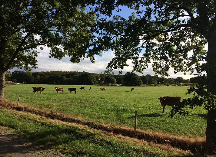 Unterkunft 200538 - Ferienhaus Zuidwest Drenthe - Vrijzicht