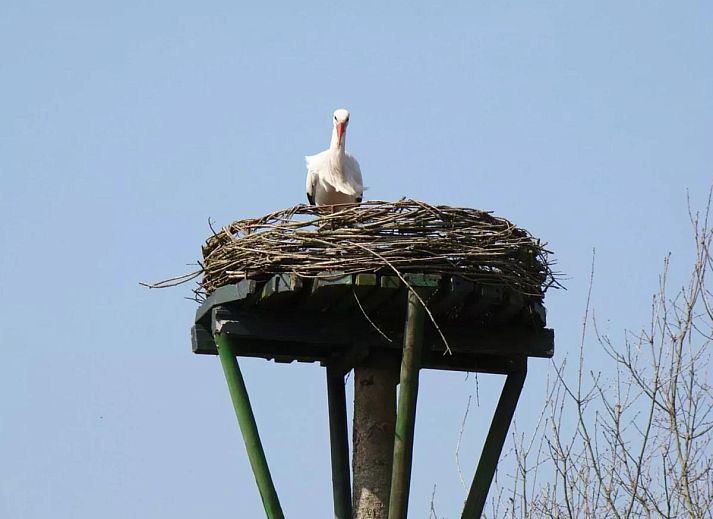 Unterkunft 200538 - Ferienhaus Zuidwest Drenthe - Vrijzicht