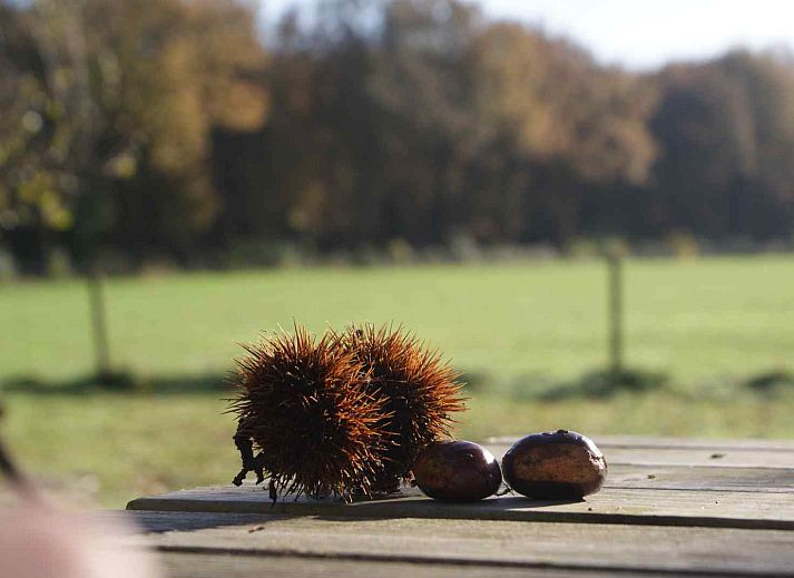 Gezellige slaapkamer in vakantiehuis DG1377, Zuidwolde, met houten interieur en kleurrijke kussens.