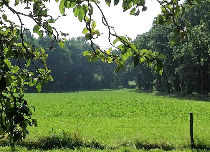 Gezellige slaapkamer in vakantiehuis DG1377, Zuidwolde, met houten interieur en kleurrijke kussens.