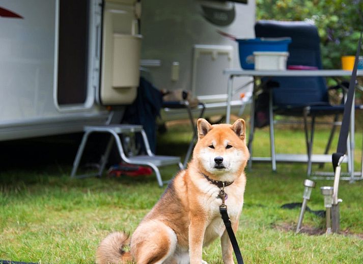 Unterkunft 2007107 - Ferienhaus Zuidwest Drenthe - Hackfort