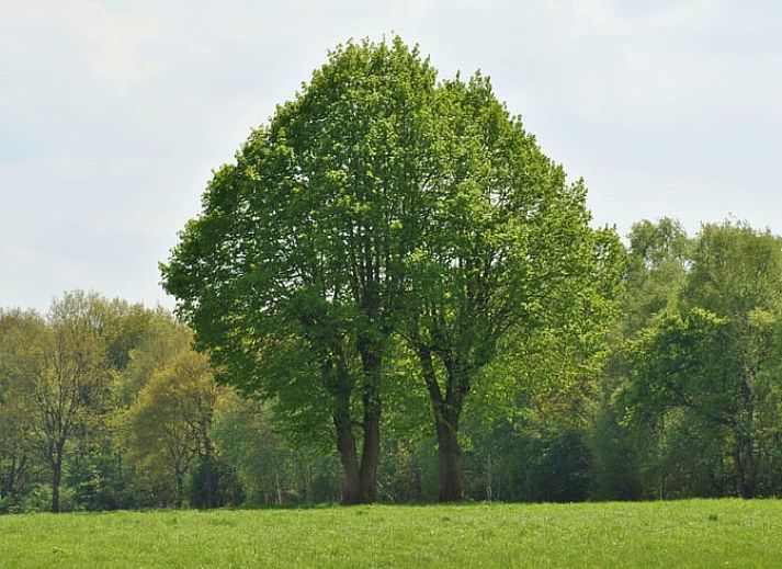 Vakantiehuis in Ruinen, gelegen in het groene hart van Zuidwest Drenthe, biedt een charmant terras en serene bosrijke omgeving.