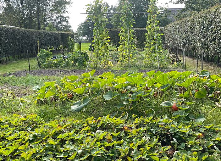 Gemuetlicher Innenbereich des Cottage in Ruinen, Suedwest-Drenthe, mit bunten Blumen in einer Vase und Blick auf die natuerliche Umgebung.