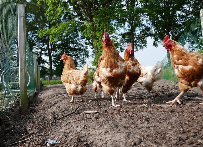 Huisje in Ruinen, ein charmantes Ferienhaus im Suedwesten von Drenthe, bietet eine schoene Aussicht auf den gruenen Garten und die Umgebung.