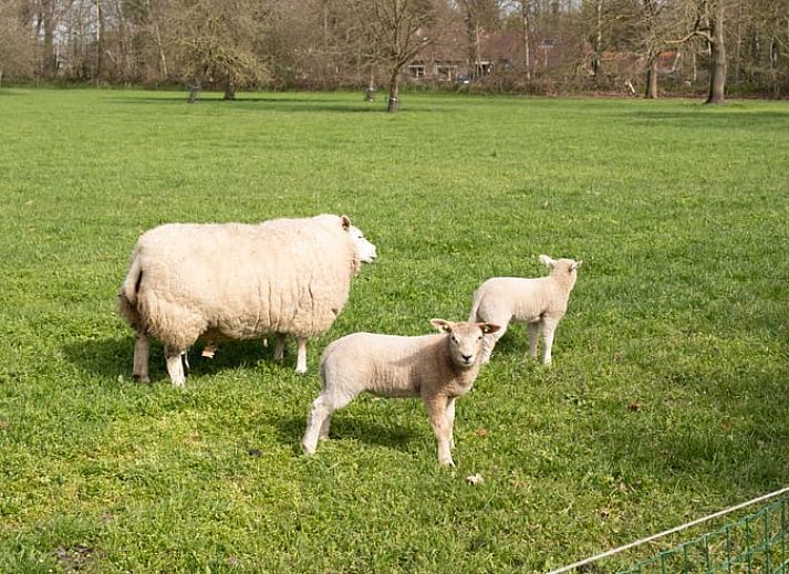 Luxurioeses Badezimmer in einem Ferienhaus in Ruinen, Suedwest-Drenthe. Entspannen Sie sich stilvoll in dieser komfortablen Ferienunterkunft inmitten der Natur.