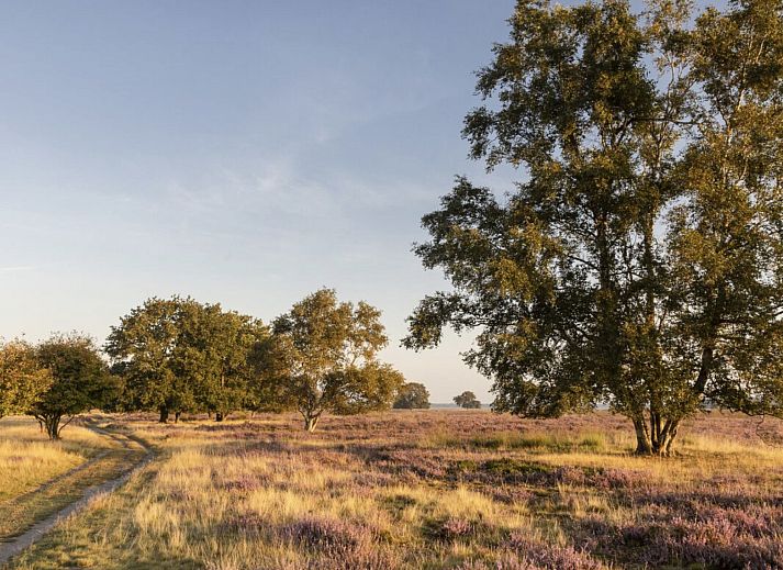 Guest house 200791 - Holiday property Zuidwest Drenthe - Vakantiehuis Vakantiepark De Wiltzangh - Tiny Borg 4p