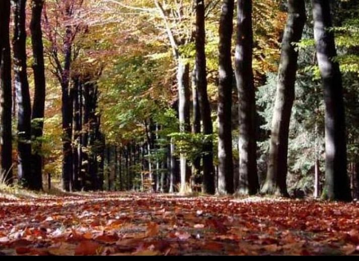 Guest house 200903 - Holiday property Zuidwest Drenthe - Huisje in Echten