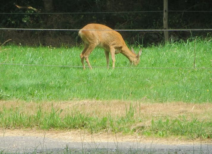 Guest house 201006 - Holiday property Zuidwest Drenthe - Huisje in Wapserveen