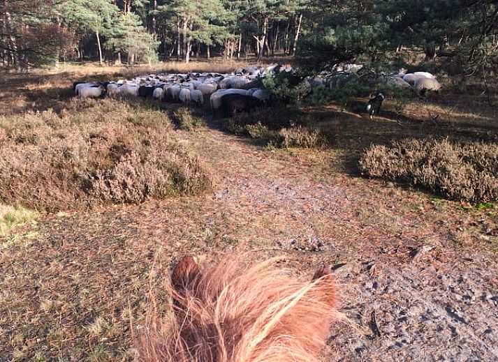 Guest house 201006 - Holiday property Zuidwest Drenthe - Huisje in Wapserveen