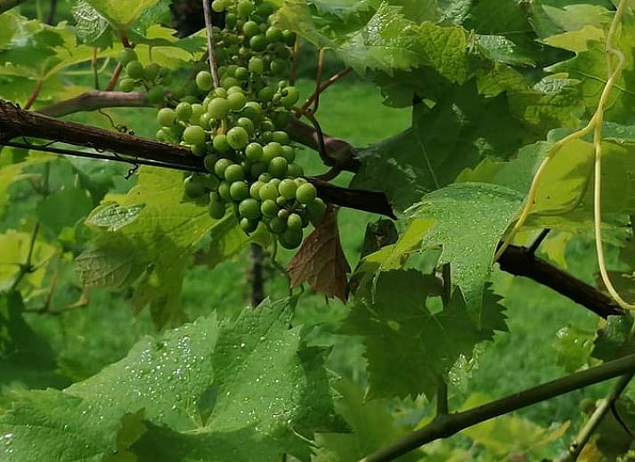 Moderne keuken in Huisje in Wapserveen, perfect voor een comfortabel verblijf in Zuidwest Drenthe.