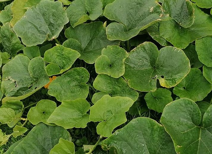 Knusse binnenruimte van Huisje in Wapserveen, ideaal voor een gezellige vakantie in Zuidwest Drenthe.