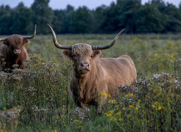 Moderne eetruimte in Huisje in Wapserveen, vakantiehuis in Zuidwest Drenthe, Drenthe.