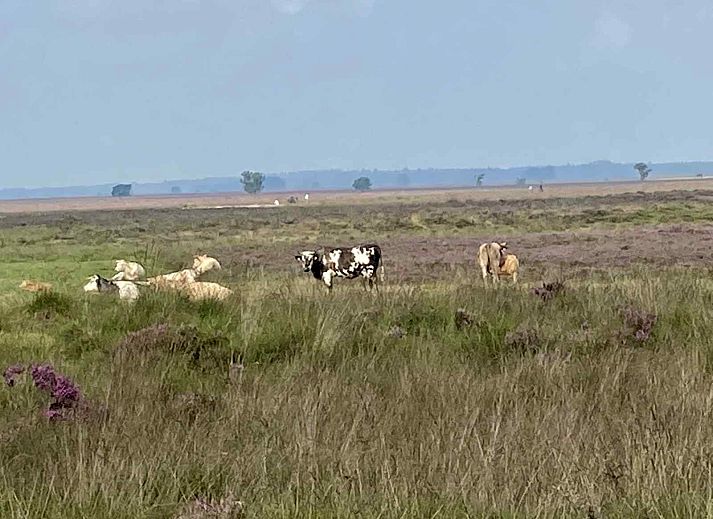Vakantiehuis DG603 in Dwingeloo, Zuidwest Drenthe, met zonnepanelen en zonnige tuin.