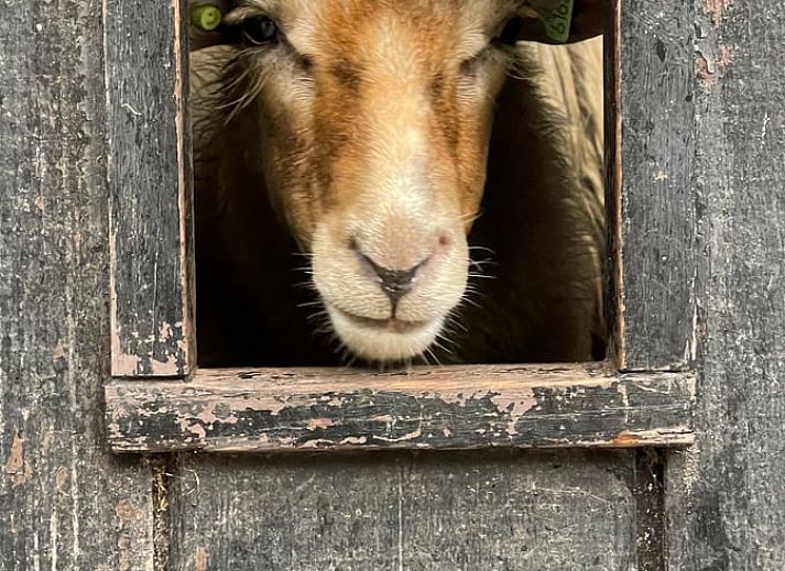 Lichte woonkamer in Huisje in Dwingeloo, vakantiehuis in Zuidwest Drenthe.