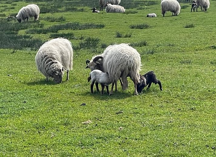 Lichte woonkamer in Huisje in Dwingeloo, vakantiehuis in Zuidwest Drenthe.