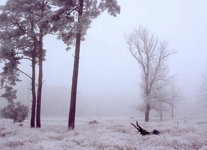 Esszimmer mit Holztisch im Ferienhaus in Dwingeloo, Suedwest-Drenthe, der perfekte Ort fuer gemuetliche Mahlzeiten.