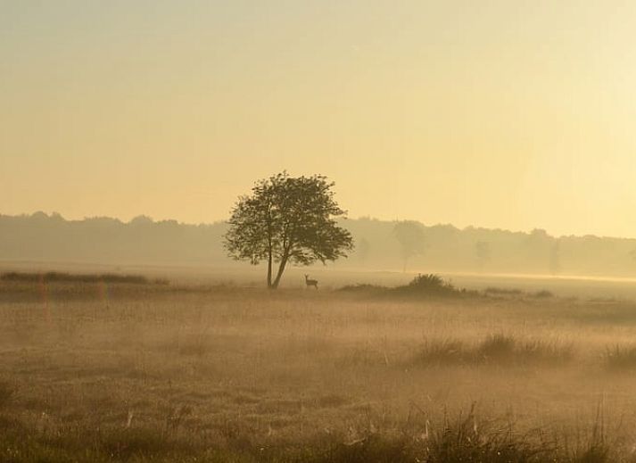 Esszimmer mit Holztisch im Ferienhaus in Dwingeloo, Suedwest-Drenthe, der perfekte Ort fuer gemuetliche Mahlzeiten.