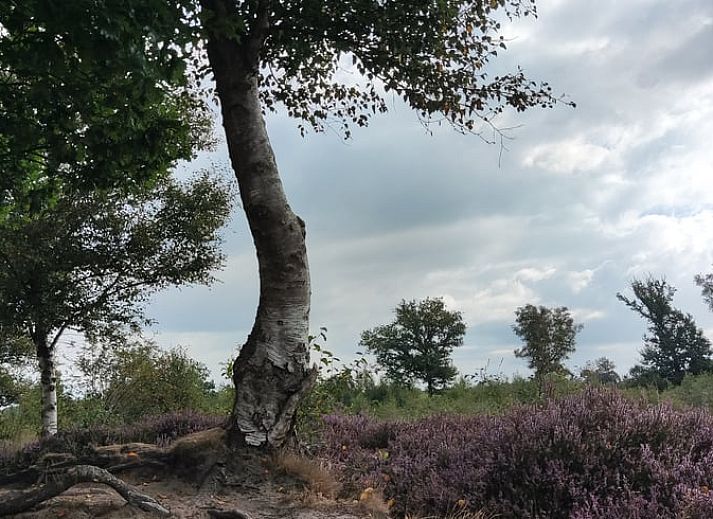 Esszimmer mit Holztisch im Ferienhaus in Dwingeloo, Suedwest-Drenthe, der perfekte Ort fuer gemuetliche Mahlzeiten.