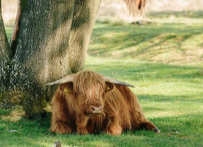 Gemuetliches Schlafzimmer mit Etagenbett im Ferienhaus in Ruinerwold, Ferienhaus im Suedwesten von Drenthe, umgeben von Natur.