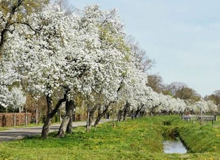 Guest house 201416 - Holiday property Zuidwest Drenthe - Vakantiehuisje in Ruinerwold